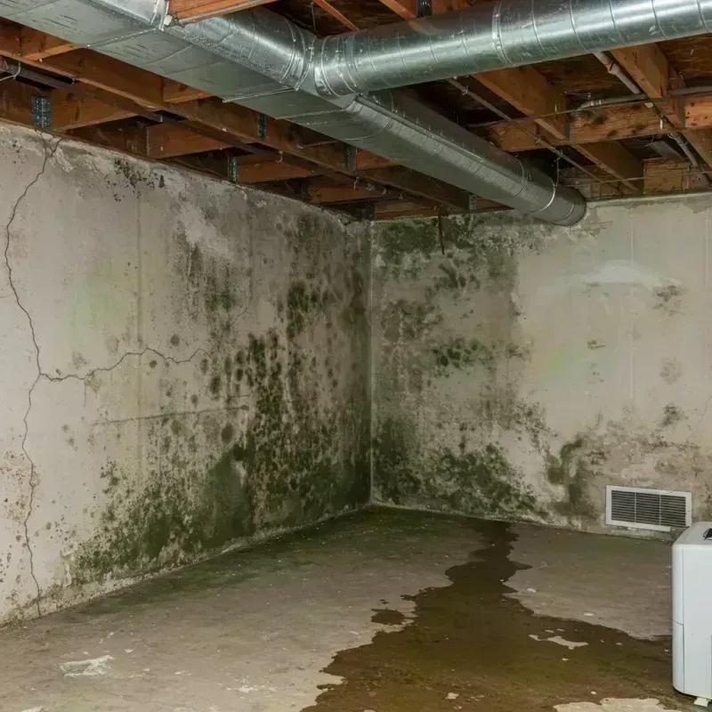 Professional Mold Removal in Mead, CO